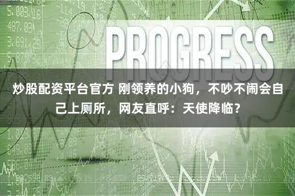 炒股配资平台官方 刚领养的小狗，不吵不闹会自己上厕所，网友直呼：天使降临？